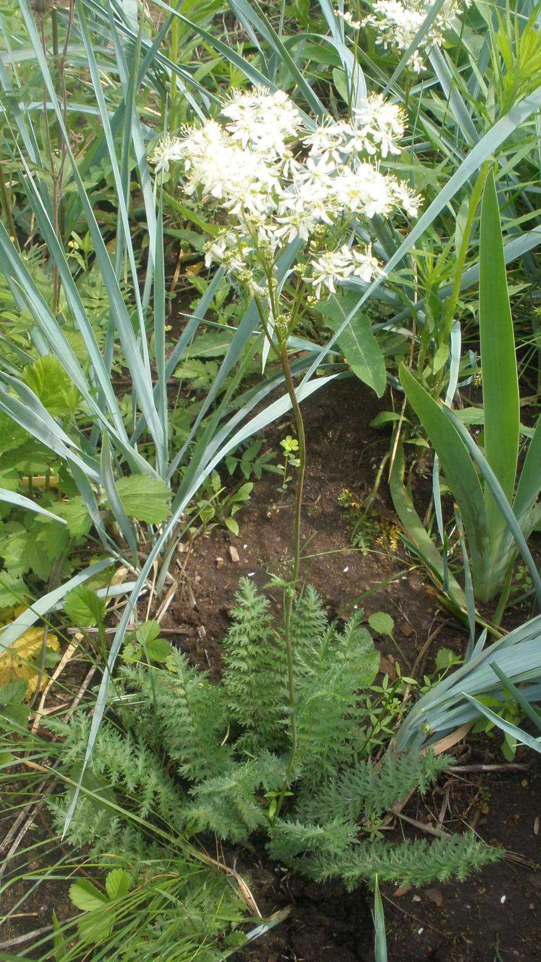 Царица лугов — Лабазник вязолистный (Filipendula ulmaria) – Народные проекты